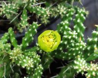 Cylindropuntia whipplei MUG 125  (dw)