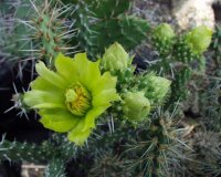 Cylindropuntia whipplei MUG 125  (dw)