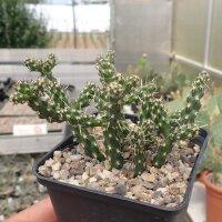 Cylindropuntia whipplei cv. Wien 222 (dw)