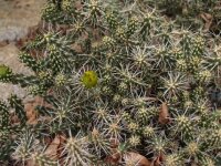 Cylindropuntia whipplei cv. Wien 222 (dw)