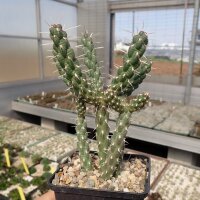 Cylindropuntia whipplei cv. Würzburg 333 (dw)