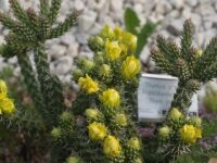 Cylindropuntia whipplei cv. Würzburg 333 (dw)