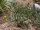 Cylindropuntia whipplei cv. Würzburg 333 (dw)