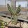 Cylindropuntia whipplei cv. Würzburg 333 (dw)