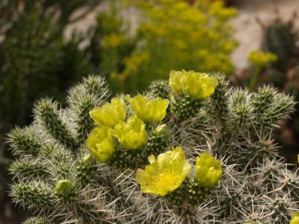 Cylindropuntia whipplei West Fredonia, AZ (dw)