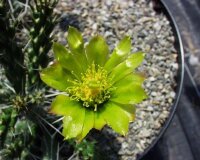 Cylindropuntia whipplei West Fredonia, AZ (dw)