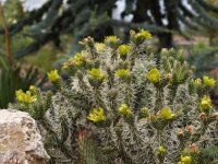 Cylindropuntia whipplei West Fredonia, AZ (dw)