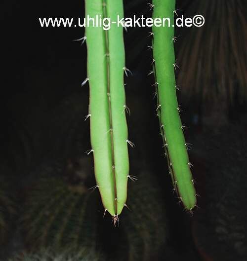 Deamia diabolica
