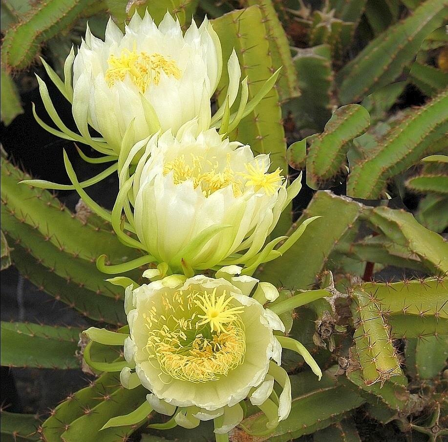 Deamia testudo | Blüte weiß-creme | Uhlig Kakteen