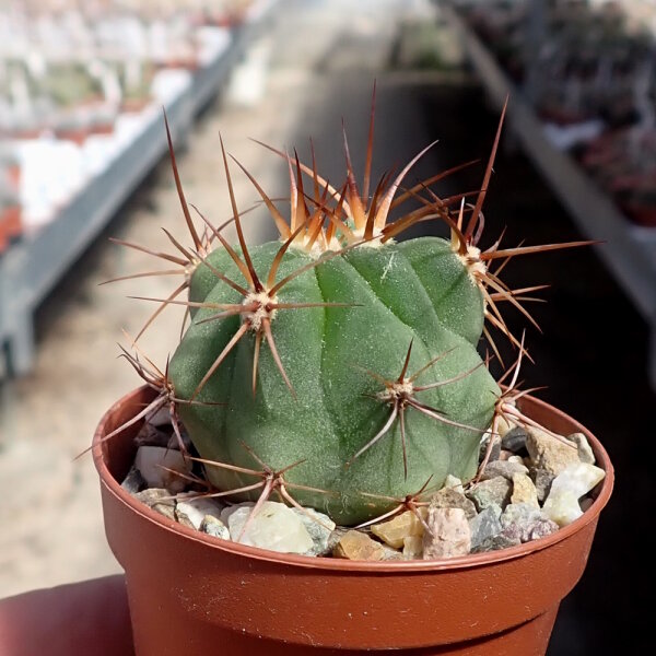 Denmoza rhodacantha
