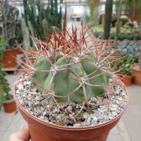 Denmoza rhodacantha