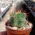 Denmoza rhodacantha
