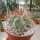 Denmoza rhodacantha