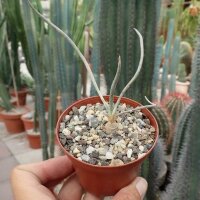 Digitostigma caput-medusae