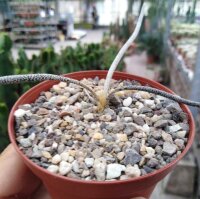 Digitostigma caput-medusae