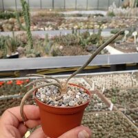 Digitostigma caput-medusae