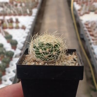 Discocactus araneispinus CITES, not outside EU