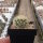 Discocactus araneispinus CITES, not outside EU