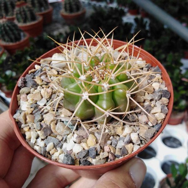 Discocactus cephaliaciculosus ssp. nudicephalus aff. MH 775  CITES, not outside EU