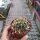 Discocactus cephaliaciculosus ssp. nudicephalus aff. MH 775  CITES, not outside EU