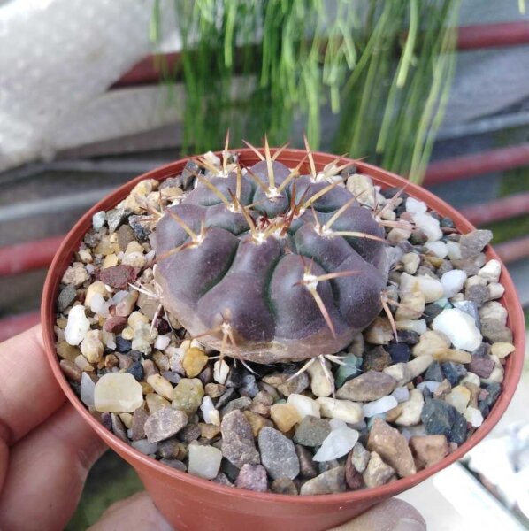 Discocactus prominentigibbus fa. MH 882  CITES, not outside EU