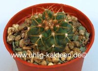 Discocactus heptacanthus HU 326  CITES, not outside EU
