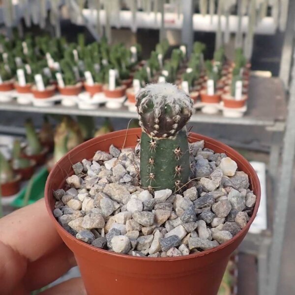 Discocactus horstii gepfr. CITES, not outside EU