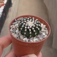 Discocactus horstii wurzelecht CITES, not outside EU