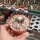 Discocactus horstii wurzelecht CITES, not outside EU