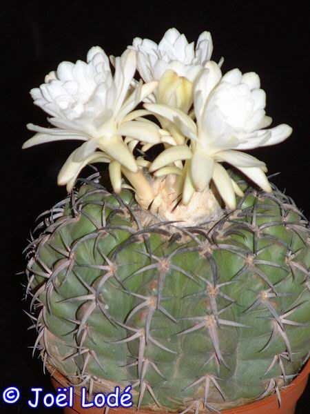 Discocactus spec. HU 524,  gepfr. CITES, not outside EU