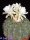 Discocactus spec. HU 524,  gepfr. CITES, not outside EU