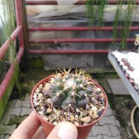 Discocactus spec. Alvoadeira MH 888  CITES, not outside EU