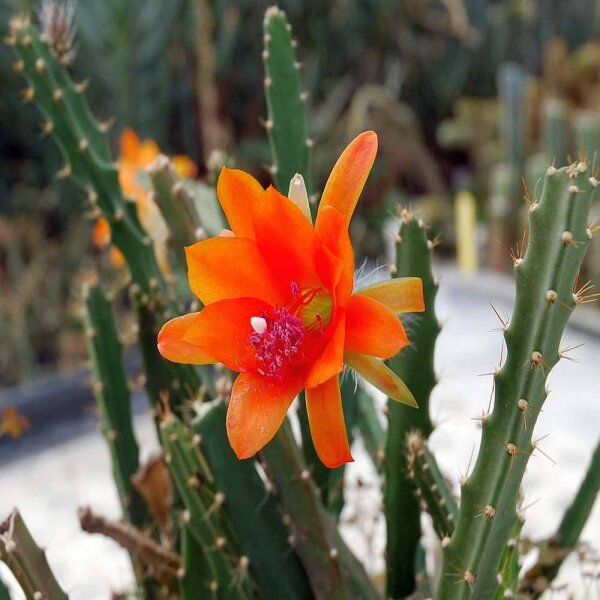 Disocactus aff. cinnabarinus Patzun, Guatemala