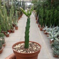 Disocactus aff. cinnabarinus Patzun, Guatemala