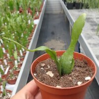 Disocactus biformis