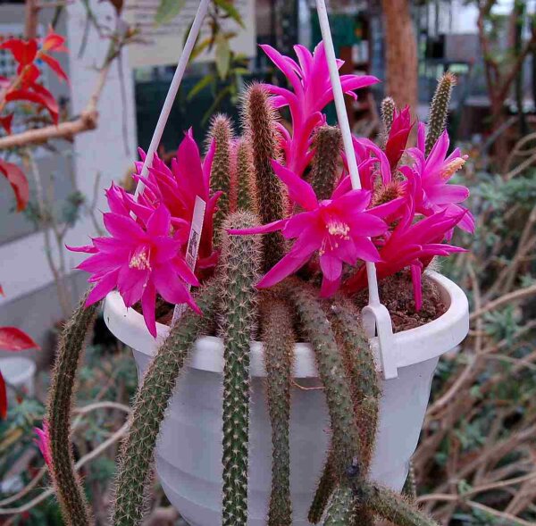 Disocactus flagelliformis Schlangenkaktus