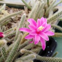 Disocactus flagelliformis Schlangenkaktus