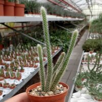 Disocactus flagelliformis Schlangenkaktus