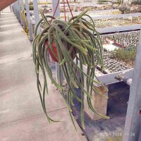 Disocactus flagelliformis Schlangenkaktus