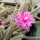 Disocactus flagelliformis Schlangenkaktus