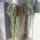 Disocactus spec. WK 399