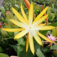 Disophyllum-Hybr. Frühlingsgold PE 131