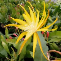 Disophyllum-Hybr. Frühlingsgold PE 131