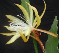 Disophyllum-Hybr. Frühlingsgold PE 131