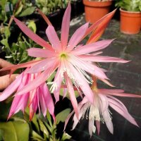 Disophyllum-Hybr. Frühlingsstern