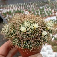 Dolichothele camptotricha