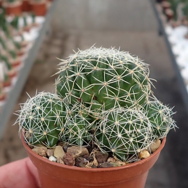 Dolichothele decipiens