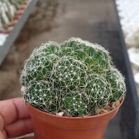 Dolichothele decipiens