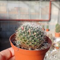 Dolichothele decipiens