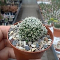 Dolichothele decipiens